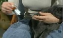 cat about to receive ear drops medication