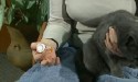 cat about to take a pill medicine
