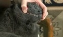 brushing cat teeth