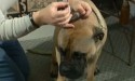 putting drops of medicine into dog ear