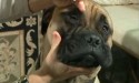 putting eye drops into dog eye