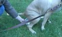 Urination collection from female dog