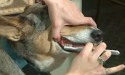 brushing dog's teeth